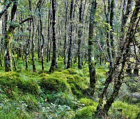 Mystical woods. Natural green moss in wild forest in Ireland, Europe. Many green trees, fantasy background
