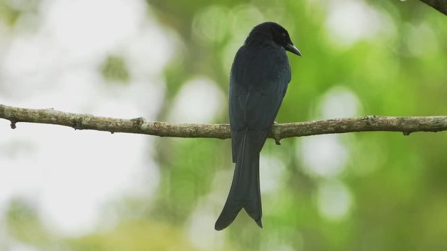 Black drongo staying on branch.