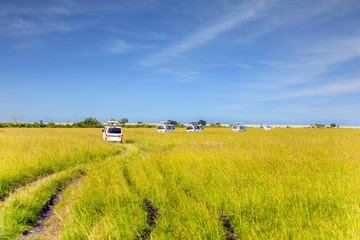 Tourist jeeps in the grassy savannah