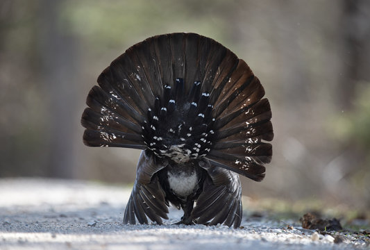 Balzender Auerhahn pr&auml;sentier Schwanzfedern als Rad