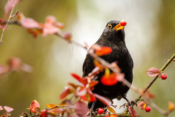 Blackbird perched in a tree with red leaves, with a red berry in it's yellow beak