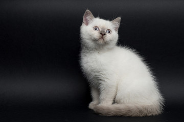 British short hair kitten on black background