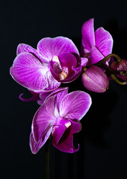 Orquidia