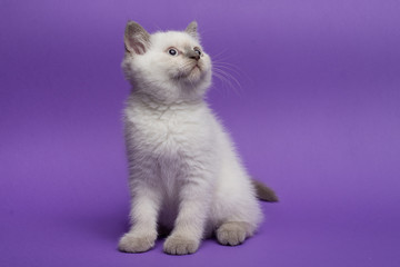 British short hair cat on purple background