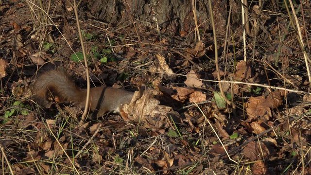Red Squirrel or Eurasian Red Squirrel (Sciurus vulgaris). Squirrel searches and finds a nut on the ground among a dry fallen leaves in a city park