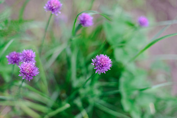 purple flowers in the garden