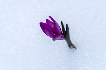 Crocus flower in snow