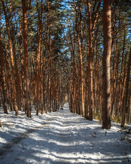 road in winter pine forest