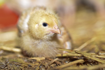 poule poulet poussin elevage volaille