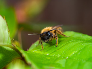 Bee on a green leaf
