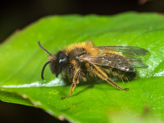 Bee on a green leaf