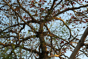 The orange and green foliage and twigs in the spring under the blue sky