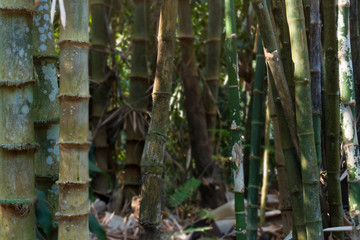 The lower of the bamboo is a dense combination.
