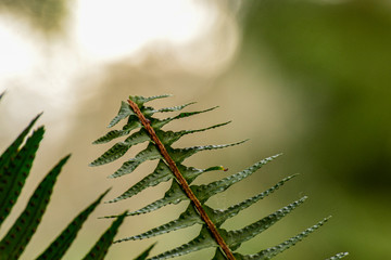 closeup of leaf