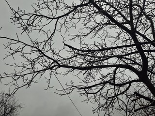 silhouette of a tree