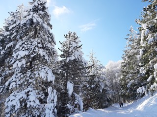 snow covered trees