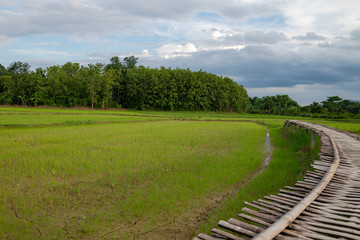 Fototapeta na wymiar Landscape of rice field at sunset Sukhothai, Thailand. 