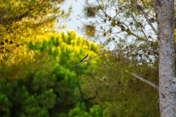 bird on a branch