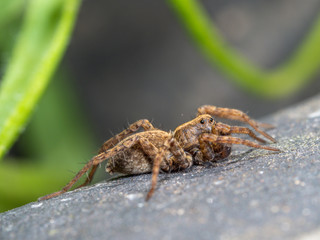 A Small Wolf Spider on Slate Stone, Pardose sp