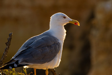 seagull on the beach