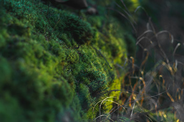 Macro nature - moss, grass and leaves. Close up, selective focus
