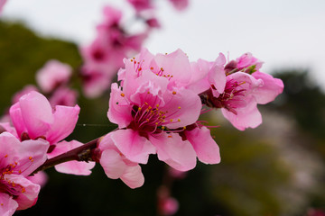 branch of a blossoming peach