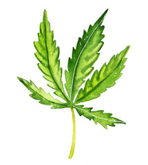Watercolor hand-painted botany cannabis leaf illustration on white background