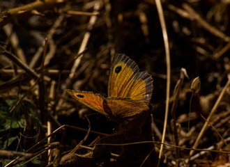 butterfly on a leaf