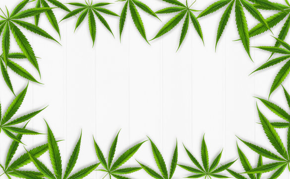 Cannabis leaves frame composition, hemp leaf on white wooden background, group of marijuana weed leaves, green ganja herb for natural medical healthcare, flat lay, top view, copy space for banner © toxxiiccat