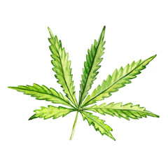 Watercolor hand-painted botany cannabis leaf illustration on white background