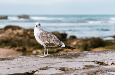 Gaviota en un muro cerca del mar