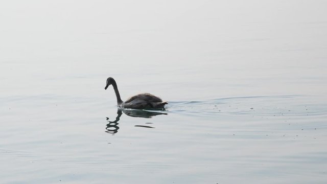 Swan on Lake Garda, Italy. Backlight footage.