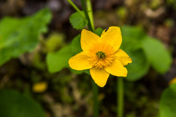 yellow woodland anemone