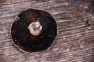 mushroom dried on a wooden table