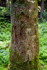 close-up of the trunk of spruce tree in the forest