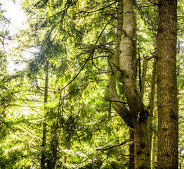 trunk of a spruce trees