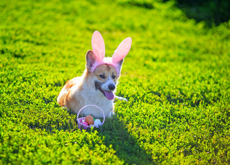 cute ginger Corgi dog puppy lies on green meadow in pink Bunny ears with basket Easter eggs