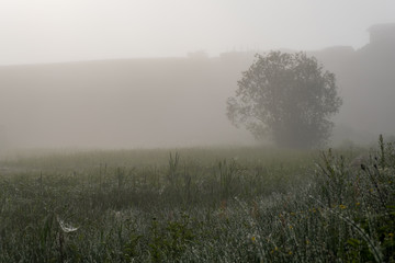 Naklejka na ściany i meble Green field with tall grass in the early morning with drops of dew and fog.