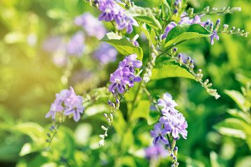 Obraz premium Natural flower background. Amazing nature view of purple flowers blooming in garden under sunlight.