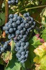 Close up of berries and leaves of grape-vine. Single bunch of ripe red wine grapes hanging on a vine on green leaves background. Plantation of grape-bearing vines, grown for wine making, vinification.