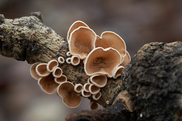 Inedible mushroom Schizophyllum amplum in the floodplain forest. Known as poplar bells. Small wild...
