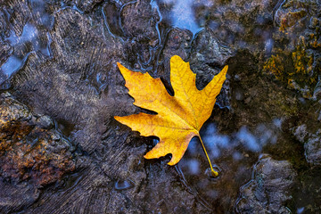 One yellow autumn leaf on the wet sidewalk.
