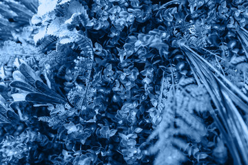Many small blue leaves in a classic blue color.