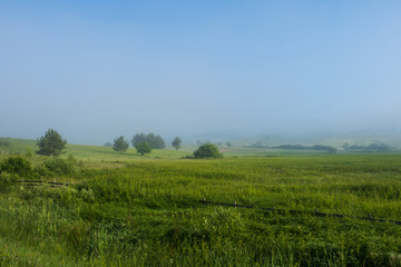 Fototapeta na wymiar Green field with tall grass in the early morning with drops of dew and fog.