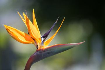 Fototapeta na wymiar Close up of an open blossom of the Bird of Paradise Flower (Latin Strelitzia) which looks like an exotic bird. Photo is taken in Portuguese island Madeira in September.