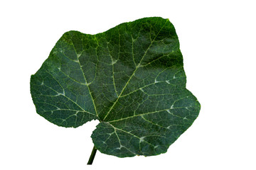 Fresh green leaves isolated on a white background {clipping path }