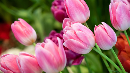 fresh natural tulips flower , tulips blooming in morning pink tulip in garden