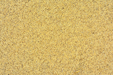 Close up group of paddy with group