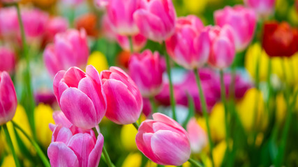 fresh natural tulips flower , tulips blooming in morning