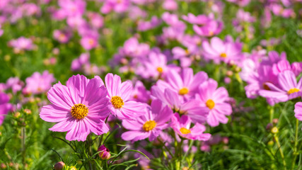 cosmos flower bloom in garden , fresh flower in morning